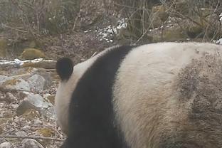 墨菲谈复出后献暴扣：要让人们知道我依然有很强的运动能力